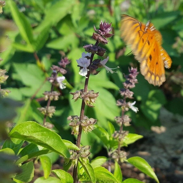 Thai Basil | Ocimum Thyrsiflora | Licorice | Florida Grown | Organic | Bee & Butterfly Garden | 15-100+ Seeds | Chill Hill Farms