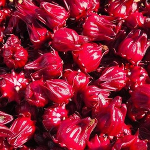 Roselle Hibiscus | 25 Seeds | Hibiscus Sabdariffa | Jamaican Sorrel | Florida Cranberry | Organic | Hibiscus Tea | Chill Hill Farms