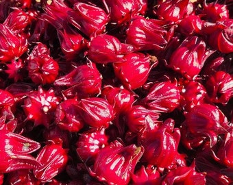 Roselle Hibiscus Seeds | Hibiscus Sabdariffa | Jamaican Sorrel | Florida Cranberry | Organic | 15-100+ Seeds | Chill Hill Farms