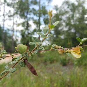 Royal Snoutbean 15-100 Seeds Rhynchosia Cytisoides Florida Native Flower Organic Chill Hill Farms image 6