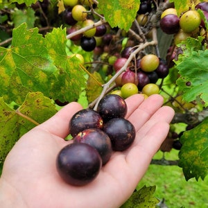 Muscadine | 5 Seeds | Vitis Rotundifolia | Southern Grape | Super Sweet | Jams, Jelly & Wine |  Vine | Chill Hill Farms