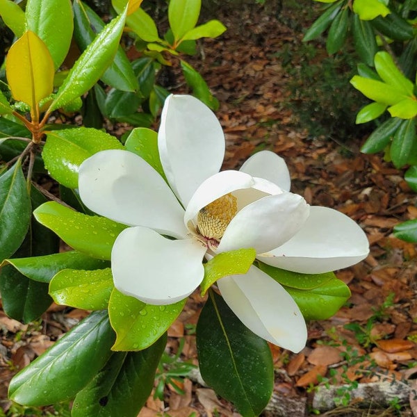 Southern Magnolia | 5-25+ Seeds | Magnolia Grandiflora | Florida Native Tree | Large Flowers| Medicinal Tea | Chill Hill Farms