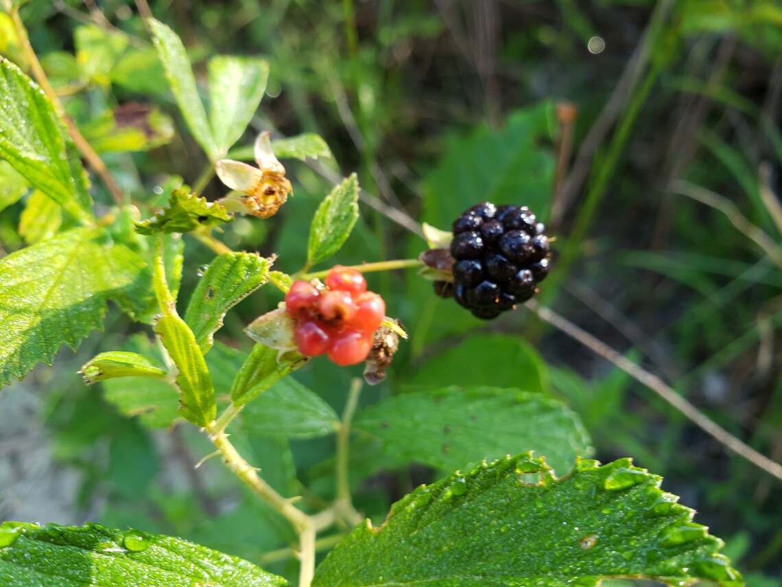 Sand Blackberry Seeds Florida Native Edible Wild Etsy