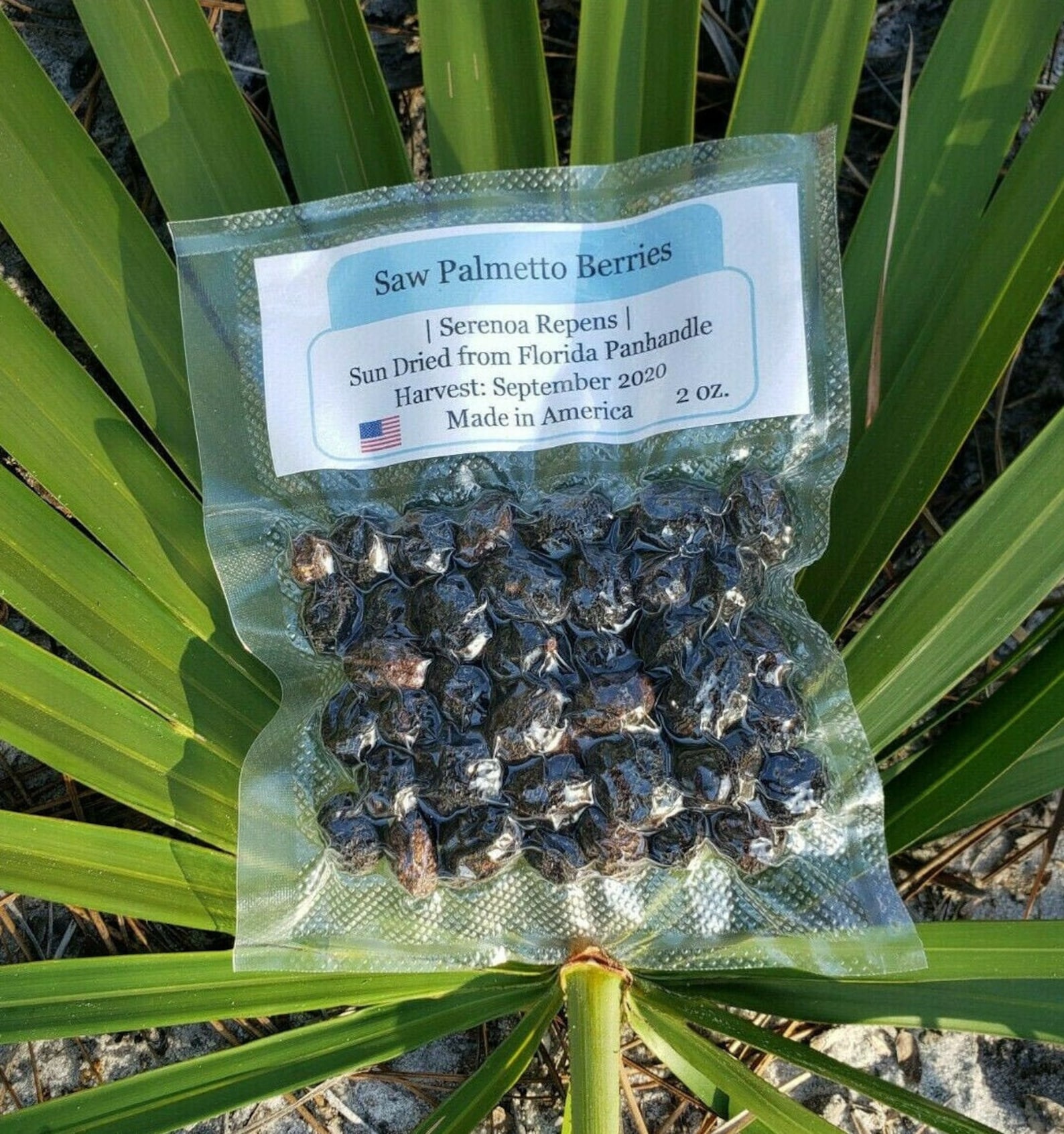 List 94+ Wallpaper Where To Sell Saw Palmetto Berries In Florida Excellent 10/2023