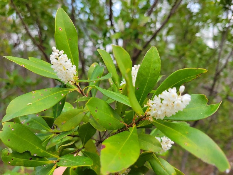 Buckwheat Titi Cliftonia Monophylla Rare Florida Native Tree Organic Florida Eco-type Bee 15-100 Seeds Chill Hill Farms image 1