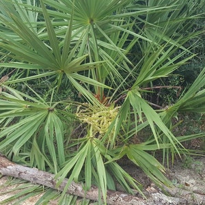 Saw Palmetto | 10-100+ Seeds | Serenoa Repens | Florida Endangered | Scrub Palm Tree | Chill Hill Farms