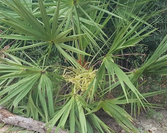 Saw Palmetto | 10-100+ Seeds | Serenoa Repens | Florida Endangered | Scrub Palm Tree | Chill Hill Farms