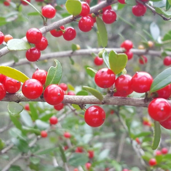 Houx de Yaupon | 25 graines | Ilex Vomitoria | Thé indigène | Originaire de Floride | Biologique | Thé/café naturel | Jardin animalier | Fermes Chill Hill