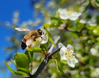 Aubépine nacré | Plus de 5 à 100 graines | Crataegus spathulata | Arbre indigène de Floride | Médicinal | Fermes Chill Hill