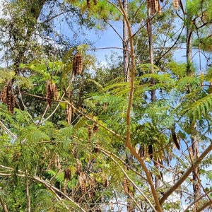 Mimosa Silk Tree 5-100 Seeds Albizia Julibrissin Pink Flowers Very Fragrant Fast Growing Florida Grown Chill Hill Farms image 6