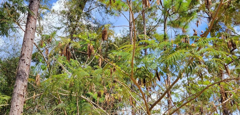 Mimosa Silk Tree 5-100 Seeds Albizia Julibrissin Pink Flowers Very Fragrant Fast Growing Florida Grown Chill Hill Farms image 6