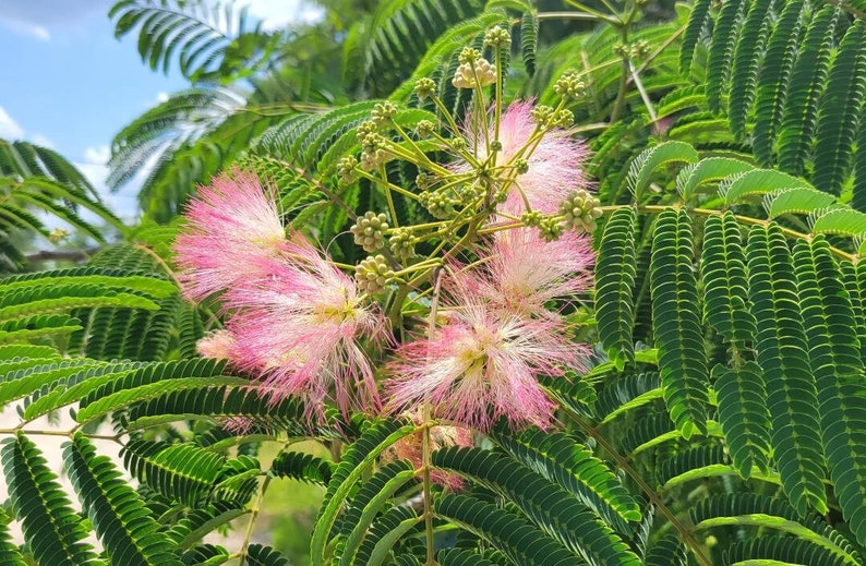 Mimosa Silk Tree 5-100 Seeds Albizia Julibrissin Pink Flowers Very Fragrant Fast Growing Florida Grown Chill Hill Farms image 1