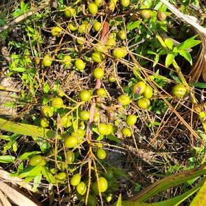 Pode incluir: Um close-up de um ramo de frutos de palmeira verdes crescendo em um ambiente natural. Os frutos est&atilde;o agrupados no ramo, com alguns dos frutos parcialmente obscurecidos pelas folhas.