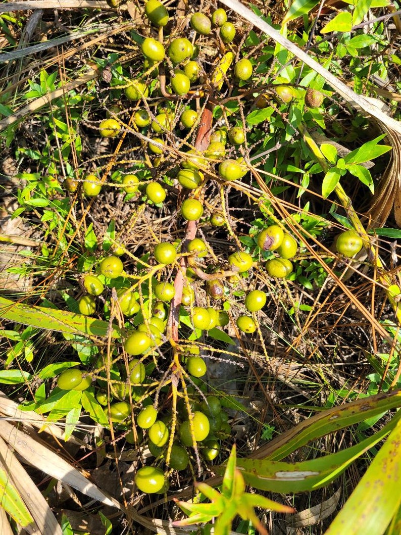 Pode incluir: Um close-up de um ramo de frutos de palmeira verdes crescendo em um ambiente natural. Os frutos est&atilde;o agrupados no ramo, com alguns dos frutos parcialmente obscurecidos pelas folhas.
