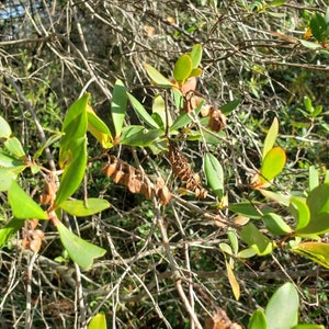 Titi de trigo sarraceno / Cliftonia Monophylla / Raro / Árbol nativo de Florida / Orgánico / Ecotipo de Florida / Abeja / 15-100 Semillas / Chill Hill Farms imagen 9