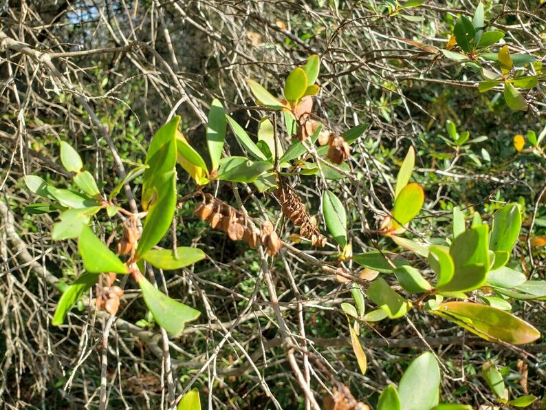 Titi de trigo sarraceno / Cliftonia Monophylla / Raro / Árbol nativo de Florida / Orgánico / Ecotipo de Florida / Abeja / 15-100 Semillas / Chill Hill Farms imagen 9