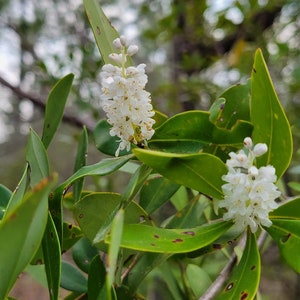 Buckwheat Titi Cliftonia Monophylla Rare Florida Native Tree Organic Florida Eco-type Bee 15-100 Seeds Chill Hill Farms image 4