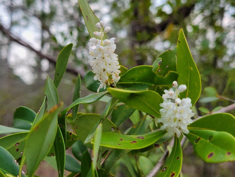 Buckwheat Titi Cliftonia Monophylla Rare Florida Native Tree Organic Florida Eco-type Bee 15-100 Seeds Chill Hill Farms image 4