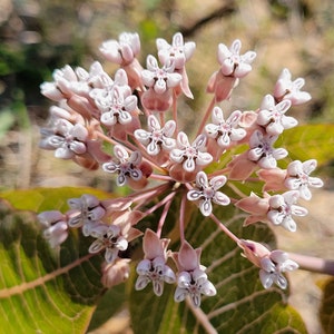 Pinewoods Milkweed | 5 Seeds | Asclepias Humistrata | Florida Native Flower | Gulf Ecotype | Butterfly Host Plant | Rare | Chill Hill Farms