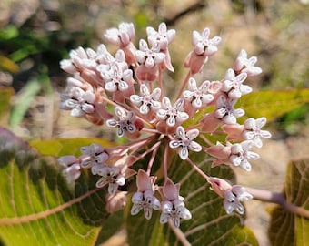 Asclépiade des pins | Plus de 5 à 100 graines | Asclepias humistrata | Fleurs indigènes de Floride | Écotype | plante hôte papillon | Rares | Fermes Chill Hill