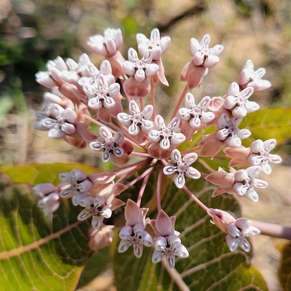 Pinewoods Milkweed | 5-100+ Seeds | Asclepias Humistrata | Florida Native Flower | Ecotype | Butterfly Host Plant | Rare | Chill Hill Farms