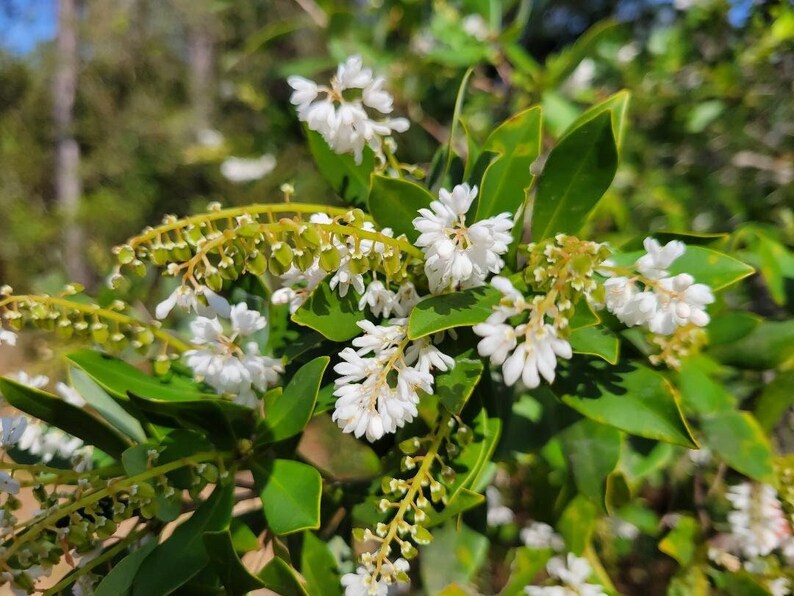 Titi de trigo sarraceno / Cliftonia Monophylla / Raro / Árbol nativo de Florida / Orgánico / Ecotipo de Florida / Abeja / 15-100 Semillas / Chill Hill Farms imagen 3