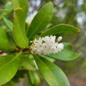 Titi de trigo sarraceno / Cliftonia Monophylla / Raro / Árbol nativo de Florida / Orgánico / Ecotipo de Florida / Abeja / 15-100 Semillas / Chill Hill Farms imagen 5