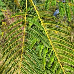 Mimosa Silk Tree 5-100 Seeds Albizia Julibrissin Pink Flowers Very Fragrant Fast Growing Florida Grown Chill Hill Farms image 5