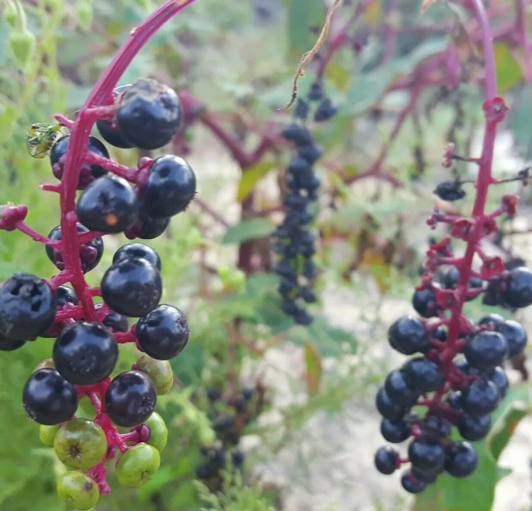 Buy Pokeweed 25 Seeds Phytolacca Americana Pokeberry