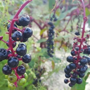 May include: A close-up of a cluster of dark purple berries hanging from a red stem. The berries are arranged in a loose cluster, and some are slightly out of focus. The background is a blur of green leaves.