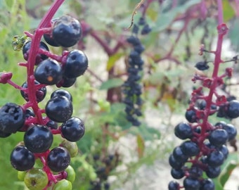 Pokeweed / 15-100+ Semillas / Pokeberry / Poke Sallot / Phytolacca Americana / Nativo de Florida / Jardín de Vida Silvestre / Orgánico / Chill Hill Farms