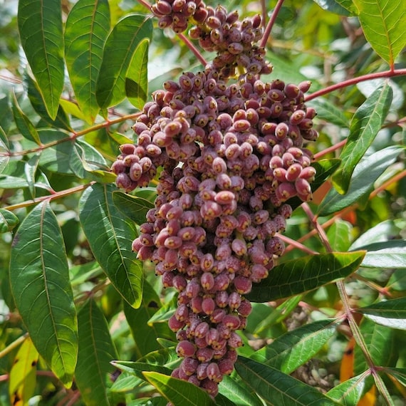 Sumac, Winged