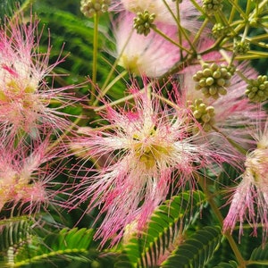 Mimosa Silk Tree 5-100 Seeds Albizia Julibrissin Pink Flowers Very Fragrant Fast Growing Florida Grown Chill Hill Farms image 2