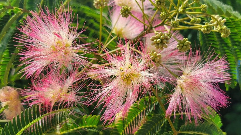 Mimosa Silk Tree 5-100 Seeds Albizia Julibrissin Pink Flowers Very Fragrant Fast Growing Florida Grown Chill Hill Farms image 2