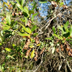 Buckwheat Titi Cliftonia Monophylla Rare Florida Native Tree Organic Florida Eco-type Bee 15-100 Seeds Chill Hill Farms image 8