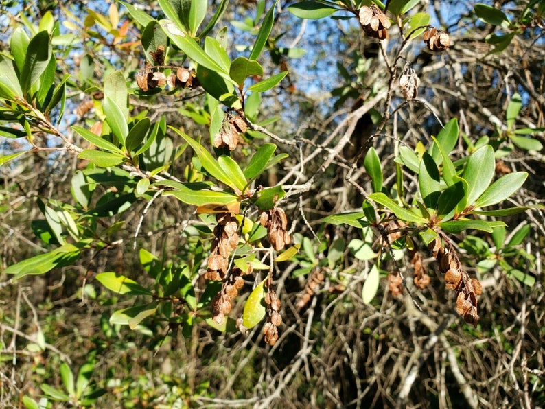 Titi de trigo sarraceno / Cliftonia Monophylla / Raro / Árbol nativo de Florida / Orgánico / Ecotipo de Florida / Abeja / 15-100 Semillas / Chill Hill Farms imagen 8