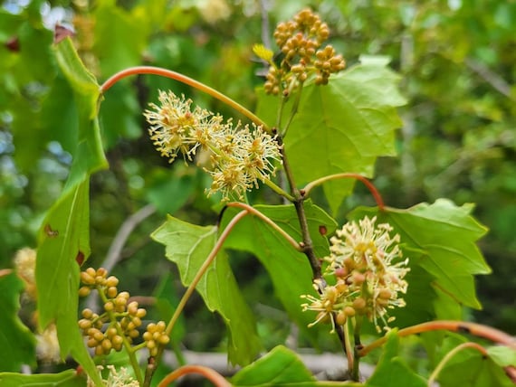 Southern Fox Grape | 25 Seeds | Vitis Rotundifolia | Florida Southern Fox Grape | 25 Seeds | Vitis Rotundifolia | Florida