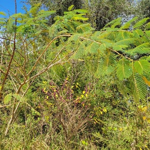 Mimosa Silk Tree 5-100 Seeds Albizia Julibrissin Pink Flowers Very Fragrant Fast Growing Florida Grown Chill Hill Farms image 8