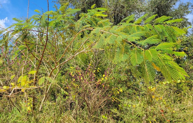 Mimosa Silk Tree 5-100 Seeds Albizia Julibrissin Pink Flowers Very Fragrant Fast Growing Florida Grown Chill Hill Farms image 8