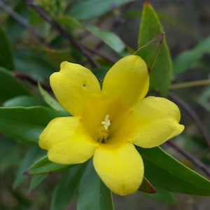 May include: A single yellow flower with five petals and a yellow center. The flower is in focus and the background is blurred.