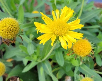 Fleur de couverture jaune | 15-100+ graines | Gaillarde Aristata Aurea Pura | Abeille & Papillon | Résistant à la sécheresse | Cultivé en Floride