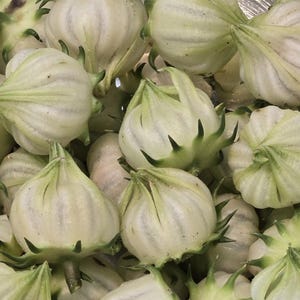 White Roselle | 25 Seeds | Hibiscus Sabdariffa | Jamaican Sorrel | Blanca | Rare | Organic | Tea | Florida Cranberry | Chill Hill Farms