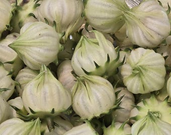 White Roselle | 25 Seeds | Hibiscus Sabdariffa | Jamaican Sorrel | Blanca | Rare | Organic | Tea | Florida Cranberry | Chill Hill Farms