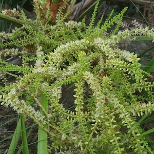 Pode incluir: Close-up de um cacho de flores de palmeira verdes com flores brancas. As flores s&atilde;o dispostas em longas e finas mechas.