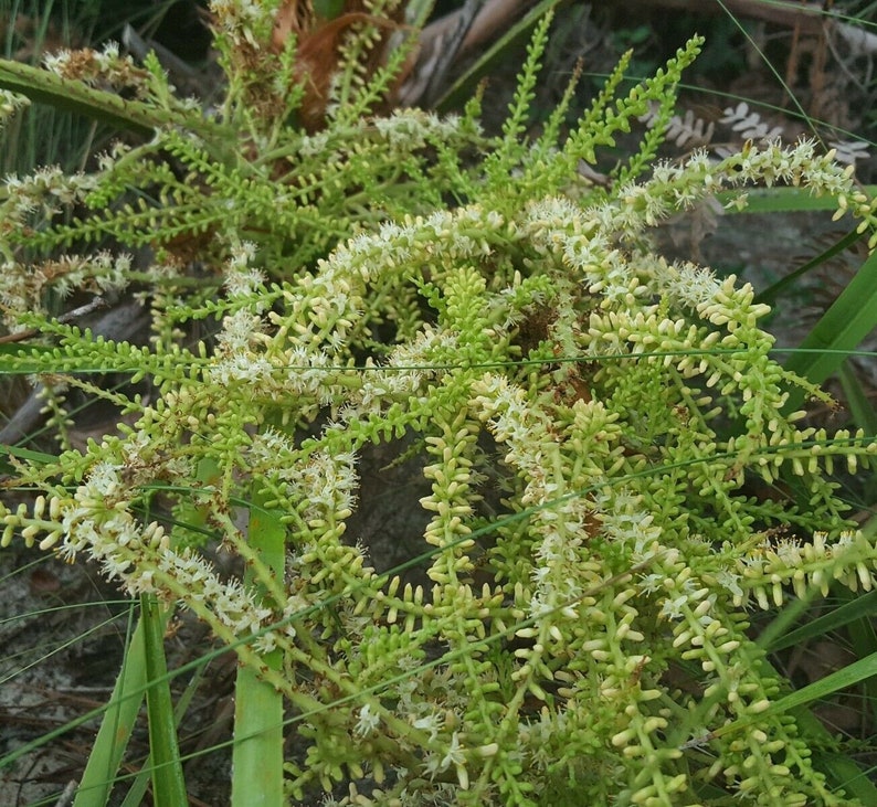 Pode incluir: Close-up de um cacho de flores de palmeira verdes com flores brancas. As flores s&atilde;o dispostas em longas e finas mechas.