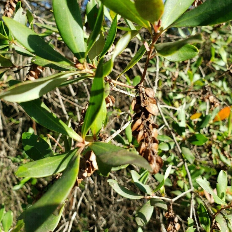 Titi de trigo sarraceno / Cliftonia Monophylla / Raro / Árbol nativo de Florida / Orgánico / Ecotipo de Florida / Abeja / 15-100 Semillas / Chill Hill Farms imagen 10