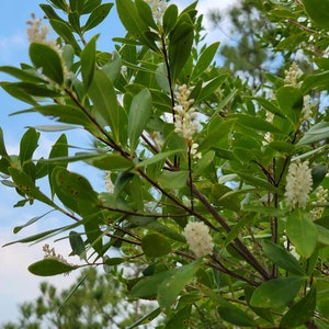 Titi de trigo sarraceno / Cliftonia Monophylla / Raro / Árbol nativo de Florida / Orgánico / Ecotipo de Florida / Abeja / 15-100 Semillas / Chill Hill Farms imagen 6