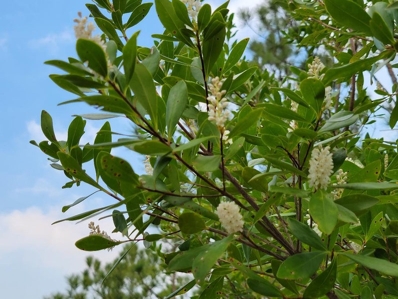 Titi de trigo sarraceno / Cliftonia Monophylla / Raro / Árbol nativo de Florida / Orgánico / Ecotipo de Florida / Abeja / 15-100 Semillas / Chill Hill Farms imagen 6