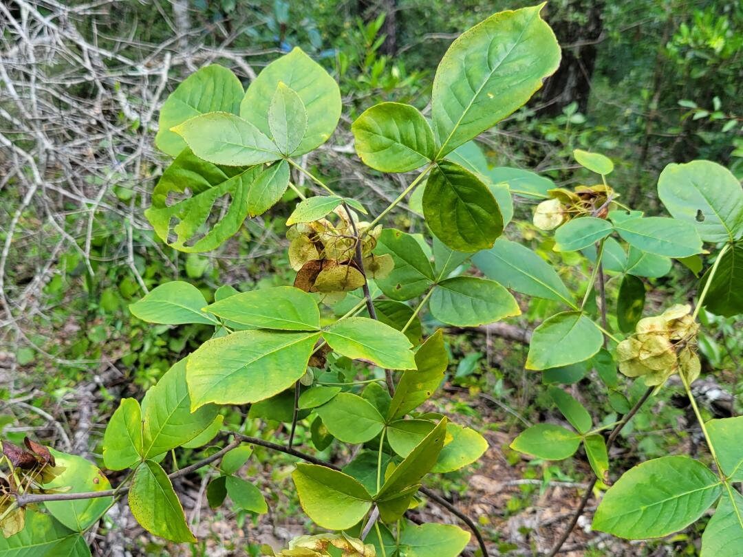 Tree Kit Florida Native Seeds 5 Varieties Gift Etsy