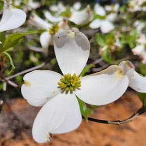Florida Dogwood | 5 Seeds | Cornus florida | Native Tree | Gulf Coast Eco-type | Wildlife | Chill Hill Farms